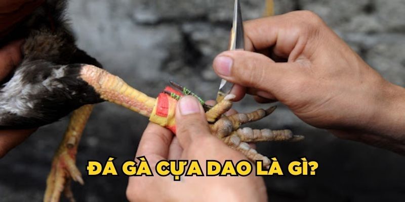 Đá gà cựa dạo hình thức giải trí đặc biệt