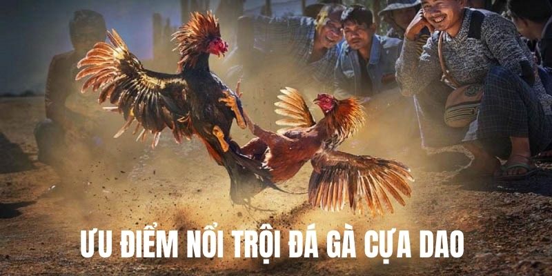 Vì sao gà đá cựa dao hấp dẫn nhiều người tham gia